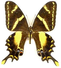 Papilio machaonides 