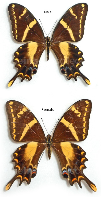 Papilio machaonides 