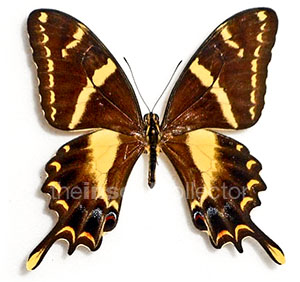 Papilio machaonides