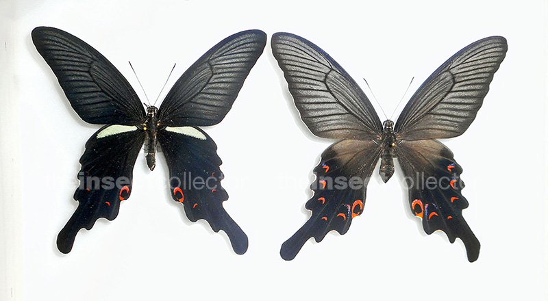 Papilio macilentus (large summer generation)