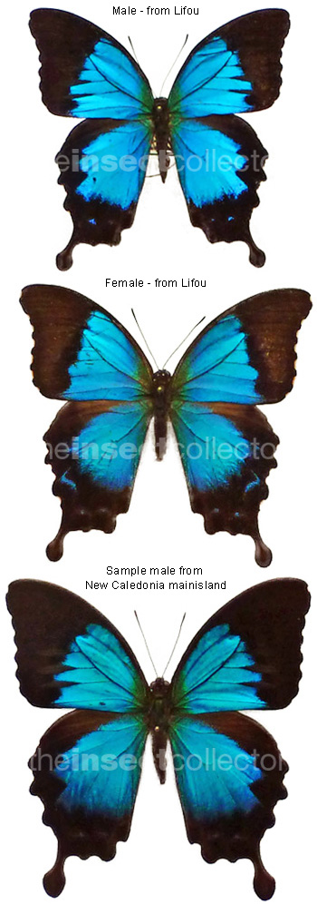 Papilio montrouzieri