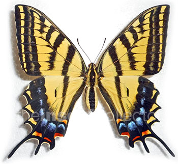 Papilio multicaudata 