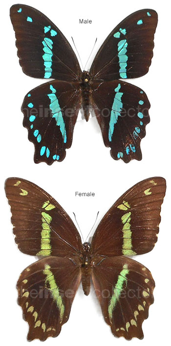 Papilio nireus 
