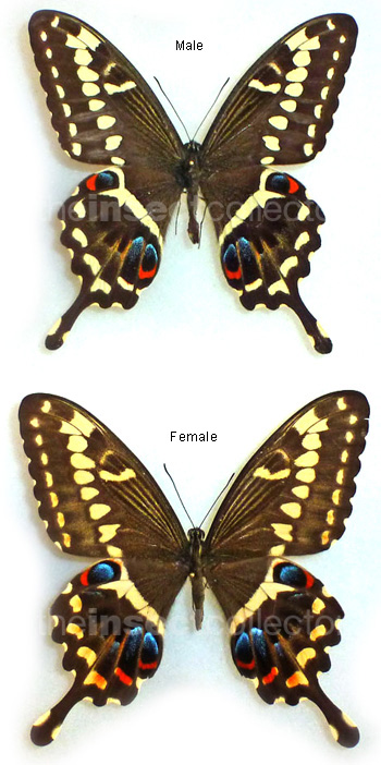 Papilio ophidicephalus 