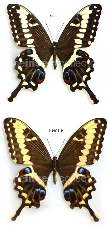 Papilio ophidicephalus 