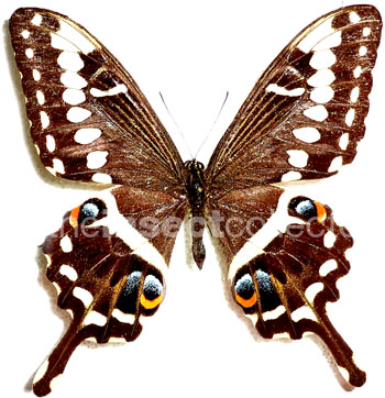 Papilio ophidicephalus 