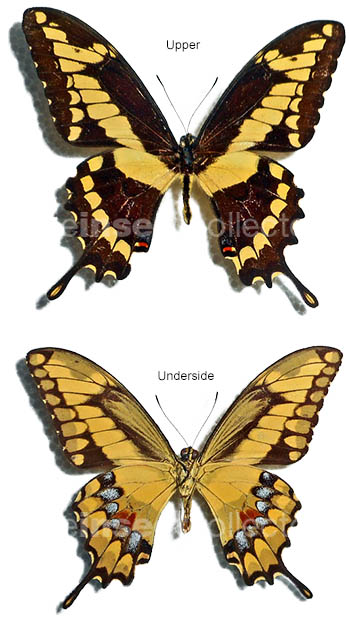 Papilio oviedo