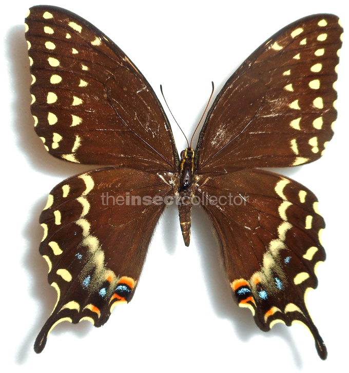 Papilio palamedes 
