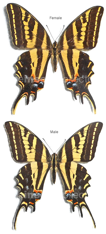 Papilio pilumnus