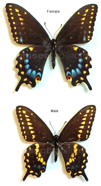 Papilio polyxenes 