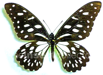 Papilio rex