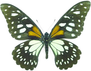 Papilio rex