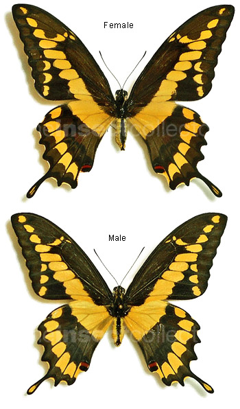 Papilio rumiko (2014)