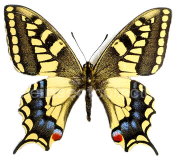 Papilio saharae 