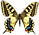 Papilio saharae 