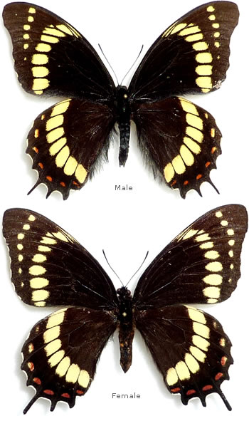 Papilio scamander