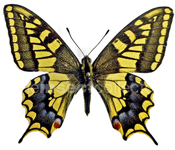 Papilio neosaharae