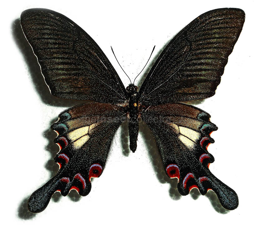 Papilio syfanius