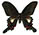 Papilio syfanius