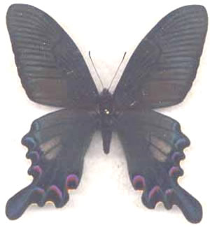 Papilio syfanius