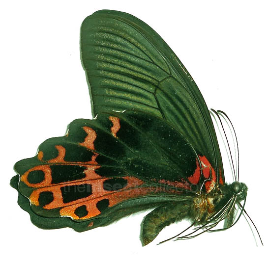 Papilio taiwanus 