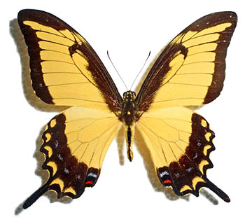 Papilio thersites 