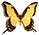 Papilio thersites 