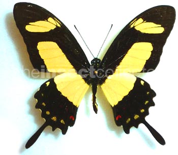 Papilio torquatus