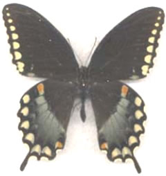 Papilio troilus