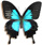 Papilio ulysses 