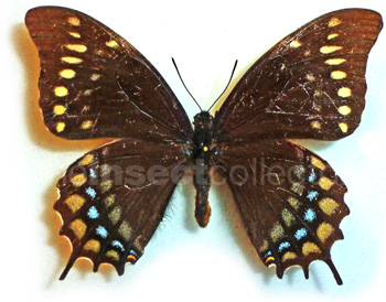 Papilio warscewiczii 