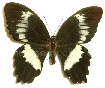 Papilio woodfordi 