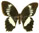 Papilio woodfordi 
