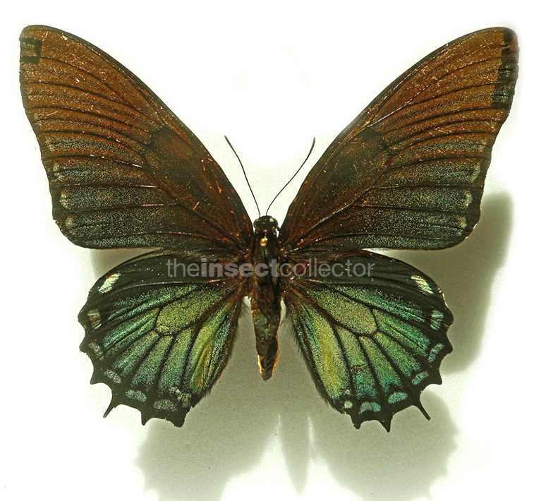 Papilio xanthopleura 