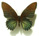 Papilio xanthopleura 