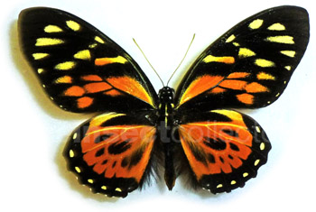 Papilio zagreus 