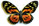 Papilio zagreus 