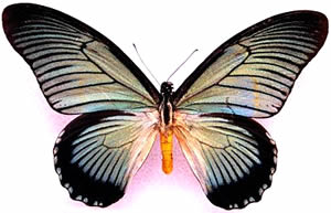 Papilio zalmoxis