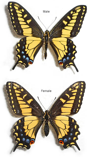 Papilio zelicaon