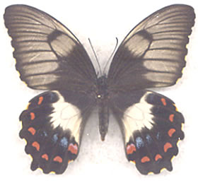 Papilio aegus 