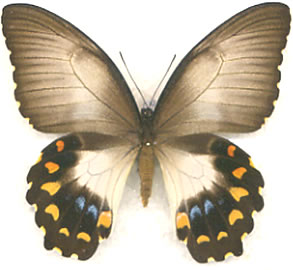 Papilio aegus 