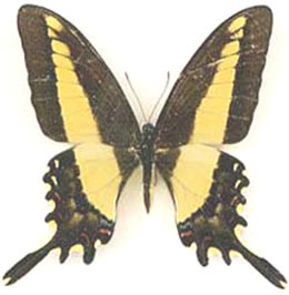 Papilio himeros