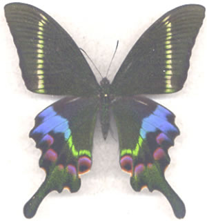 Papilio krishna