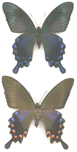Papilio okinawaensis