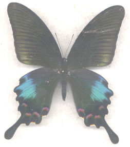 Papilio polyctor 