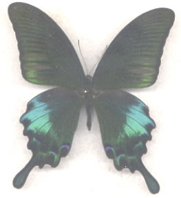 Papilio polyctor 