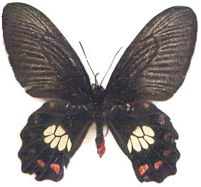 Atrophaneura polydorus 