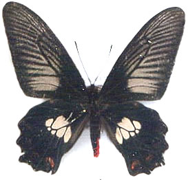 Atrophaneura polydorus 