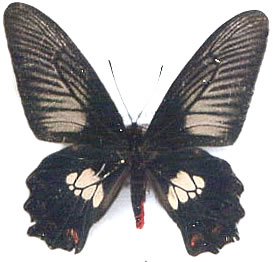 Atrophaneura polydorus 