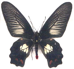 Atrophaneura polydorus 